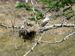 Fluvicola nengeta