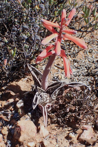 Aloe ausana Dinter & Dinter