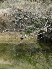 Fluvicola nengeta