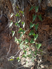 Philibertia parviflora