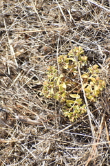 Euphorbia ocellata