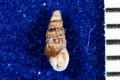 Columbellidae