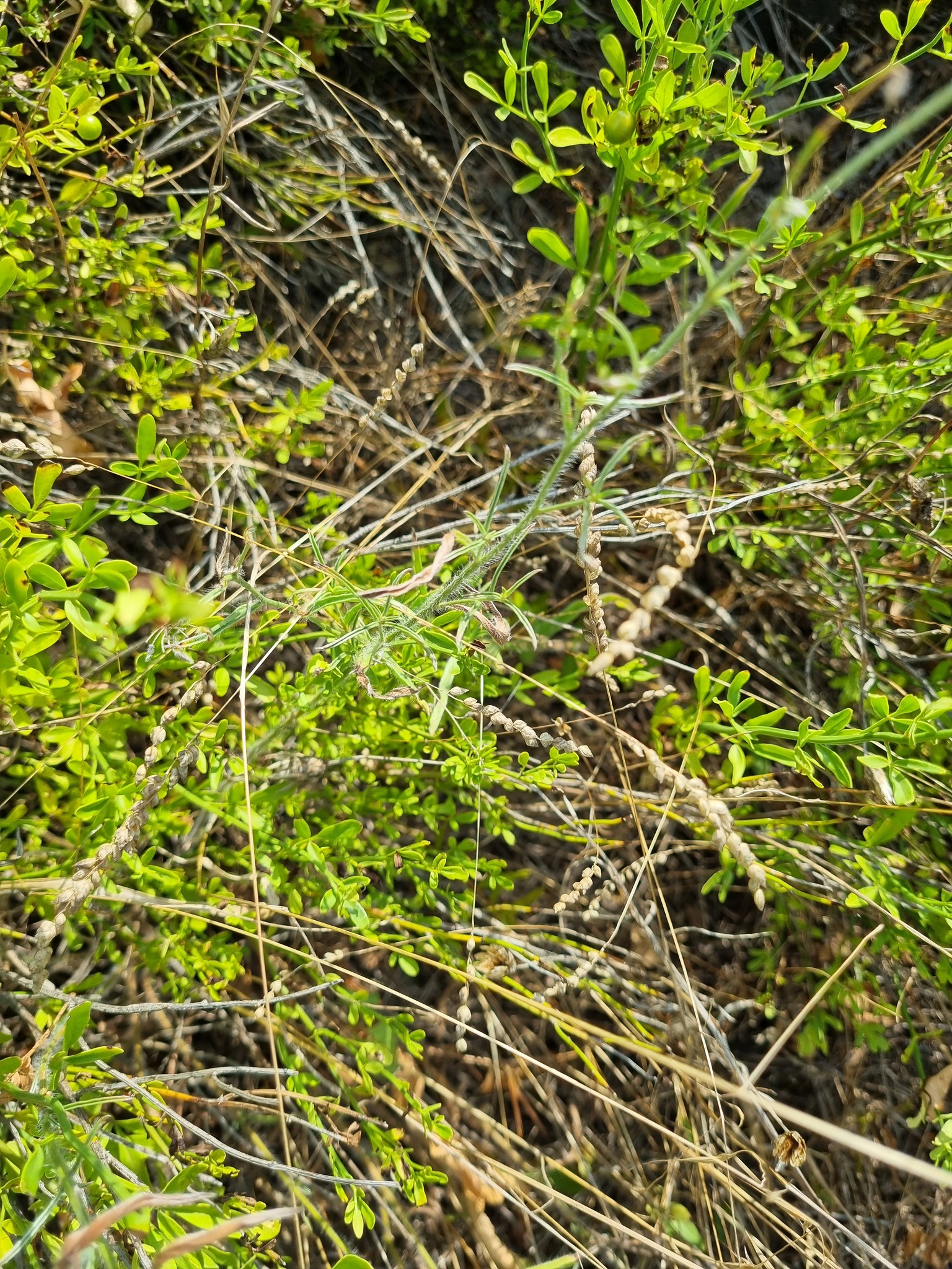 Spiked Quaking-Grass (Briza humilis)