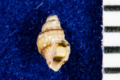 Ocinebrina