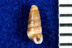 Cerithiopsis