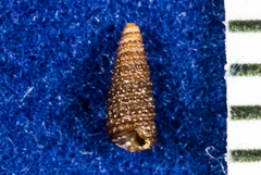 Cerithiopsis
