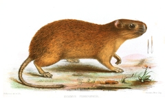 Ferreira's Spiny Tree-Rat photo 5