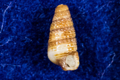 Cerithiopsis
