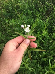 Epilobium pallidiflorum