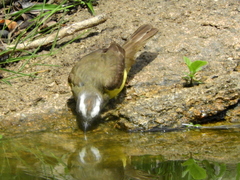 Myiozetetes similis