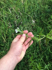 Epilobium pallidiflorum