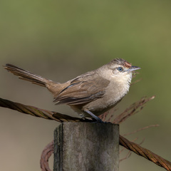 Rufous-Fronted Thornbird photo 1