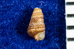 Cerithiopsidae