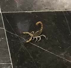 Hadrurus concolorous