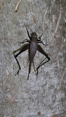 Eneoptera nigripedis