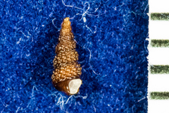 Triphoroidea