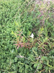 Epilobium pallidiflorum