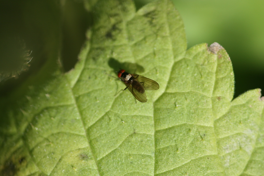 Azelia nebulosa