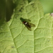 Azelia nebulosa - Photo (c) Michael Knapp, some rights reserved (CC BY), uploaded by Michael Knapp