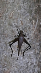 Eneoptera nigripedis