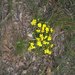 Hibbertia diffusa - Photo (c) Carl Ramirez, algunos derechos reservados (CC BY-NC)