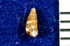 Cerithiopsidae