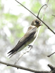Stelgidopteryx ruficollis