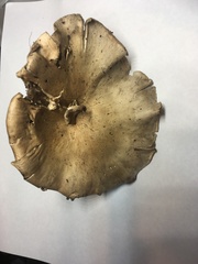 Clitocybe griseifolia