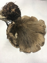 Clitocybe griseifolia