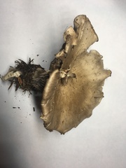 Clitocybe griseifolia