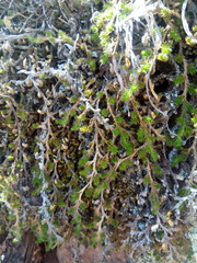 Selaginella peruviana