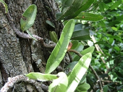 Microgramma mortoniana