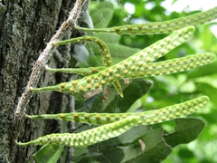 Microgramma mortoniana