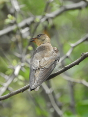 Stelgidopteryx ruficollis
