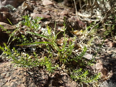 Galium corymbosum