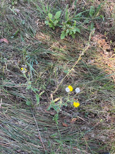Hawkweed Oxtongue