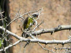 Myiozetetes similis