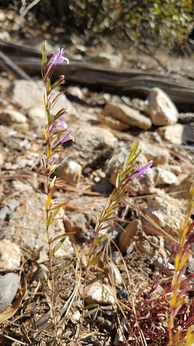 Image of Hedeoma hyssopifolia by (c) Alan Rockefeller, some rights reserved (CC BY)