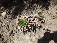 Dudleya candelabrum