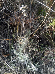 Achyrocline saturejoides