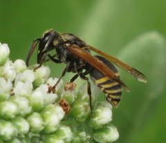 Pachodynerus nasidens