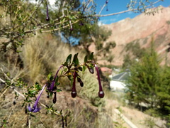 Heterophyllaea lycioides