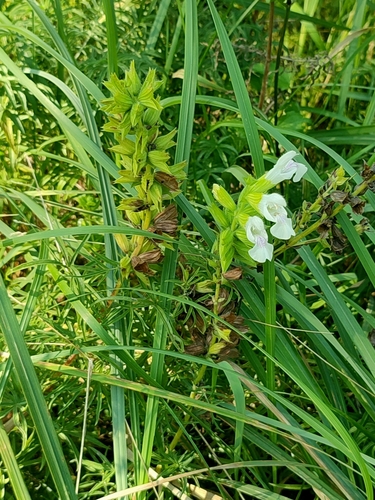 Salvia scabiosifolia, photograph 5