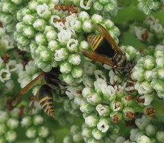 Pachodynerus nasidens