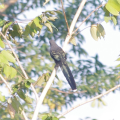 Phaenicophaeus tristis