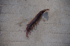Scolopendra dehaani