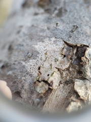 Phaeocalicium curtisii