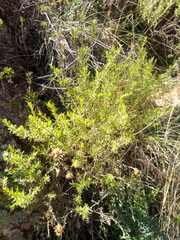 Baccharis boliviensis