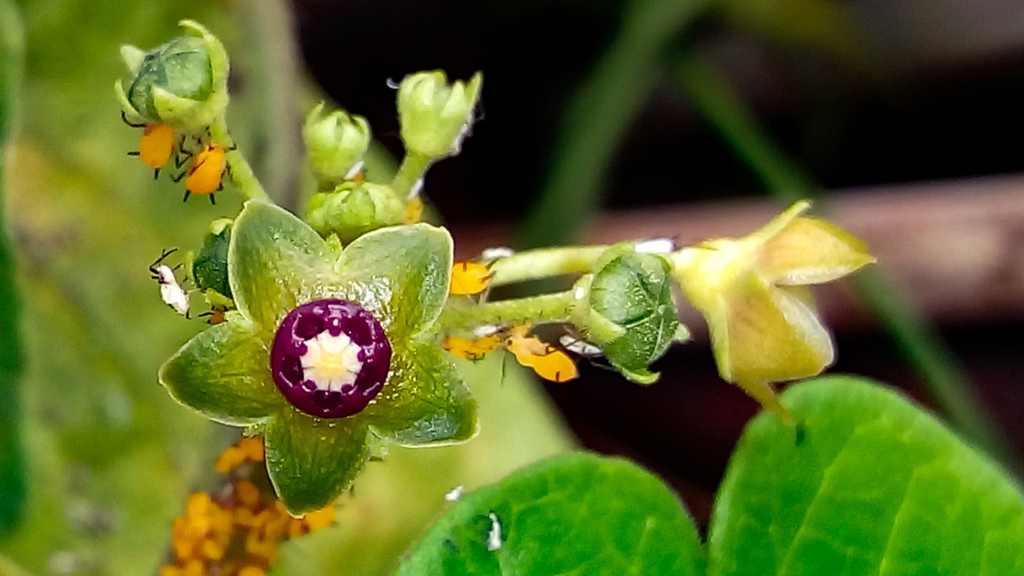 Matelea micrantha