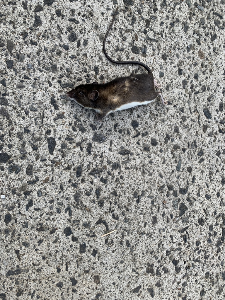 Cloud-Dwelling Spiny Pocket Mouse